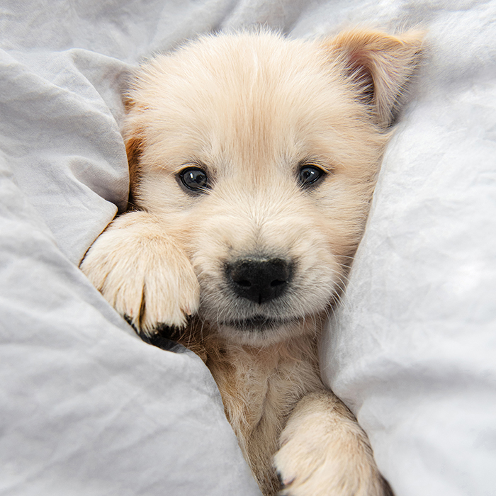 Snuggle